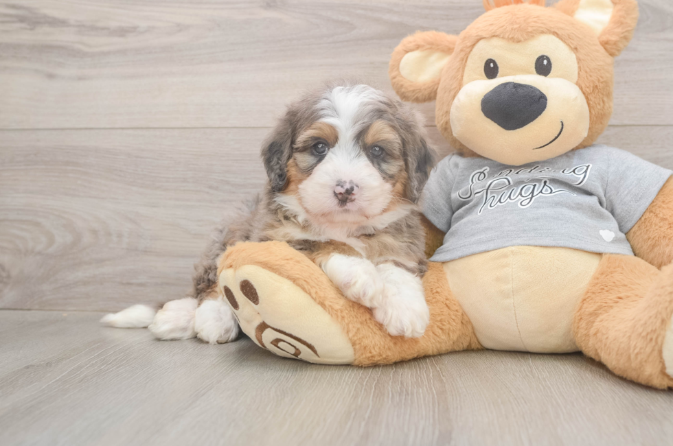 5 week old Mini Bernedoodle Puppy For Sale - Premier Pups