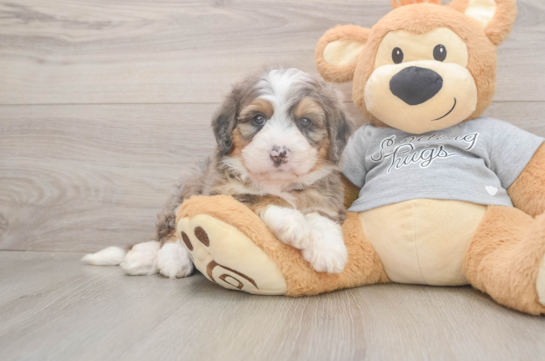 Fluffy Mini Bernedoodle Poodle Mix Pup