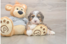 Best Mini Bernedoodle Baby