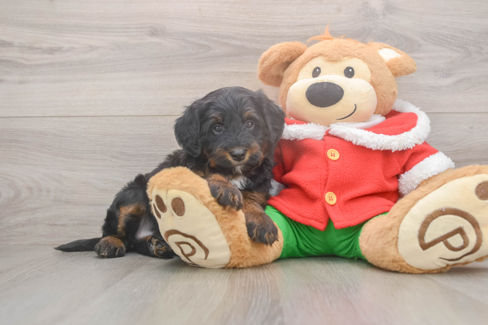 Best Mini Bernedoodle Baby