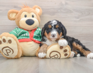 7 week old Mini Bernedoodle Puppy For Sale - Premier Pups