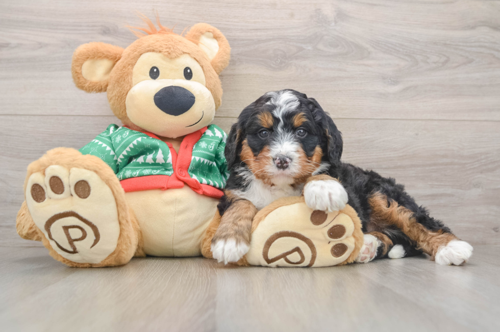 5 week old Mini Bernedoodle Puppy For Sale - Premier Pups