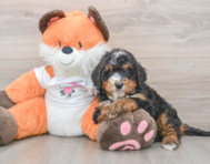 7 week old Mini Bernedoodle Puppy For Sale - Premier Pups