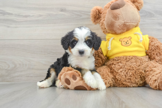 Mini Bernedoodle Pup Being Cute