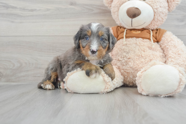 Best Mini Bernedoodle Baby