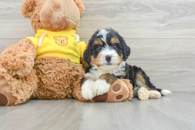 Mini Bernedoodle Pup Being Cute