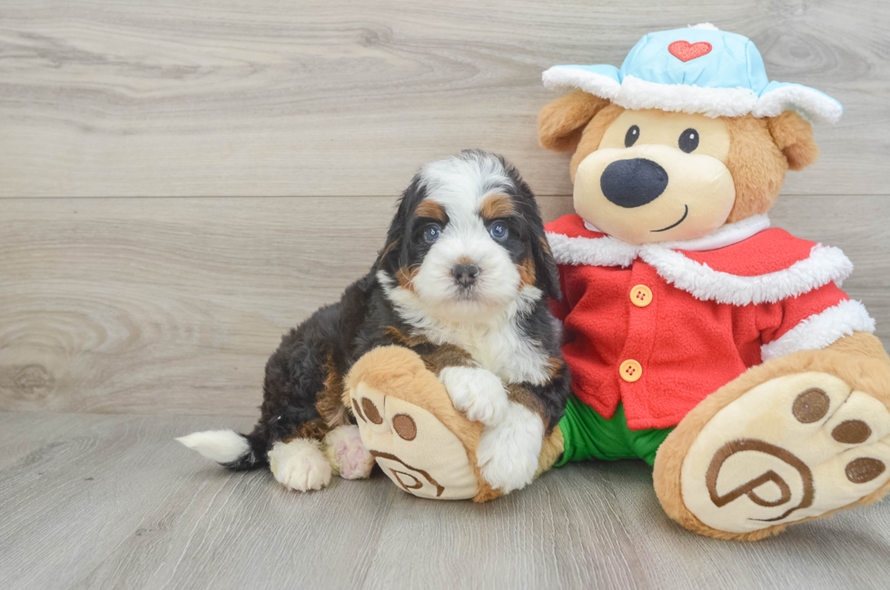 5 week old Mini Bernedoodle Puppy For Sale - Premier Pups