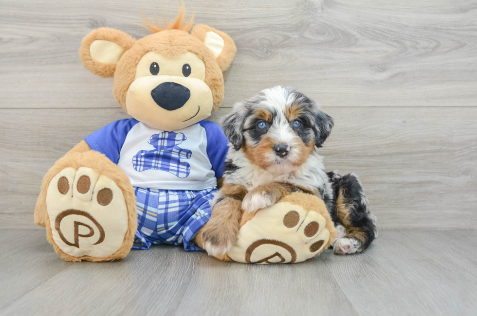 6 week old Mini Bernedoodle Puppy For Sale - Premier Pups