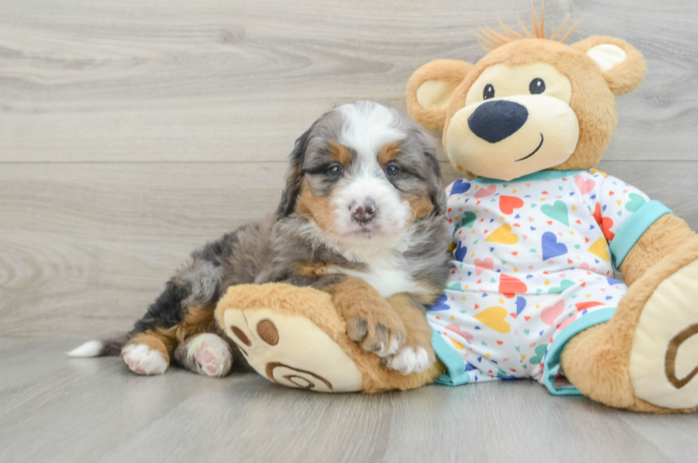 6 week old Mini Bernedoodle Puppy For Sale - Premier Pups