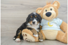 Friendly Mini Bernedoodle Baby