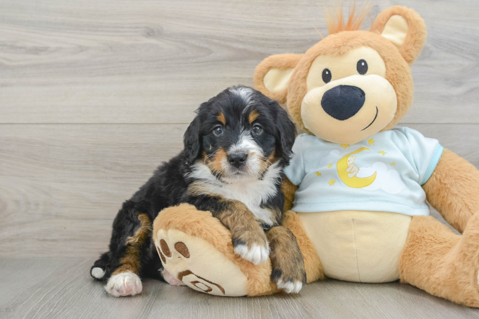 Friendly Mini Bernedoodle Baby