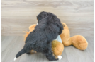 Mini Bernedoodle Pup Being Cute
