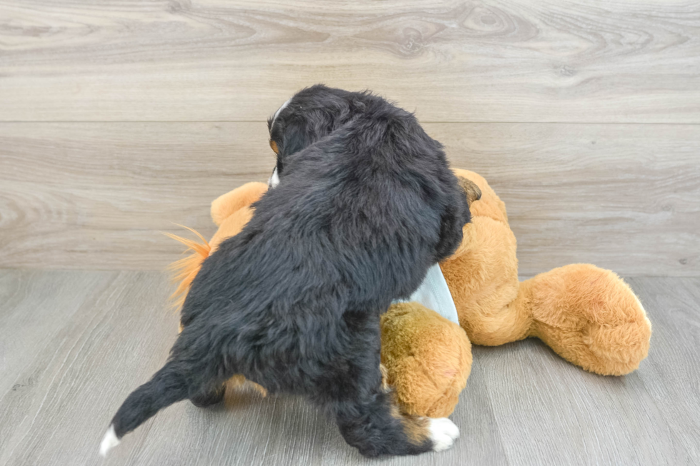Mini Bernedoodle Pup Being Cute