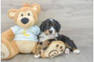 Fluffy Mini Bernedoodle Poodle Mix Pup