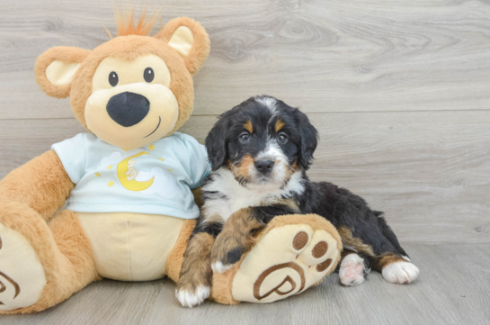 Fluffy Mini Bernedoodle Poodle Mix Pup
