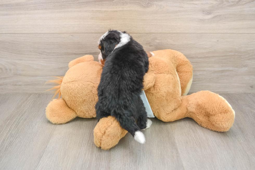 Best Mini Bernedoodle Baby