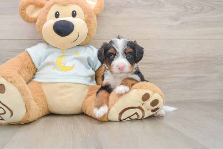 Mini Bernedoodle Puppy for Adoption