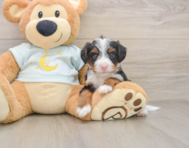 5 week old Mini Bernedoodle Puppy For Sale - Premier Pups