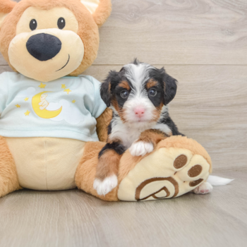 Mini Bernedoodle Puppy for Adoption