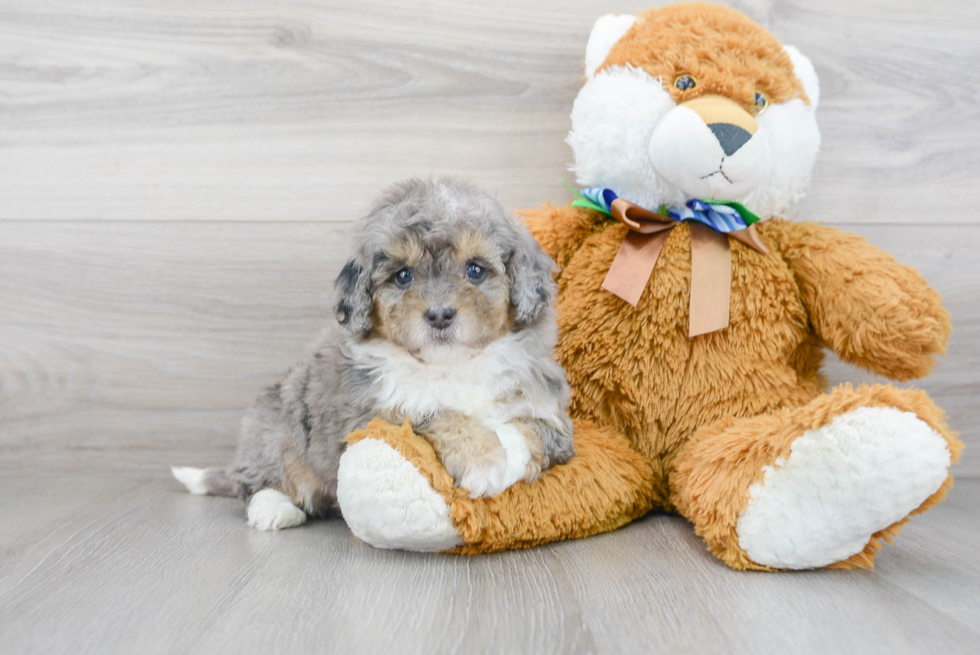 Best Mini Bernedoodle Baby