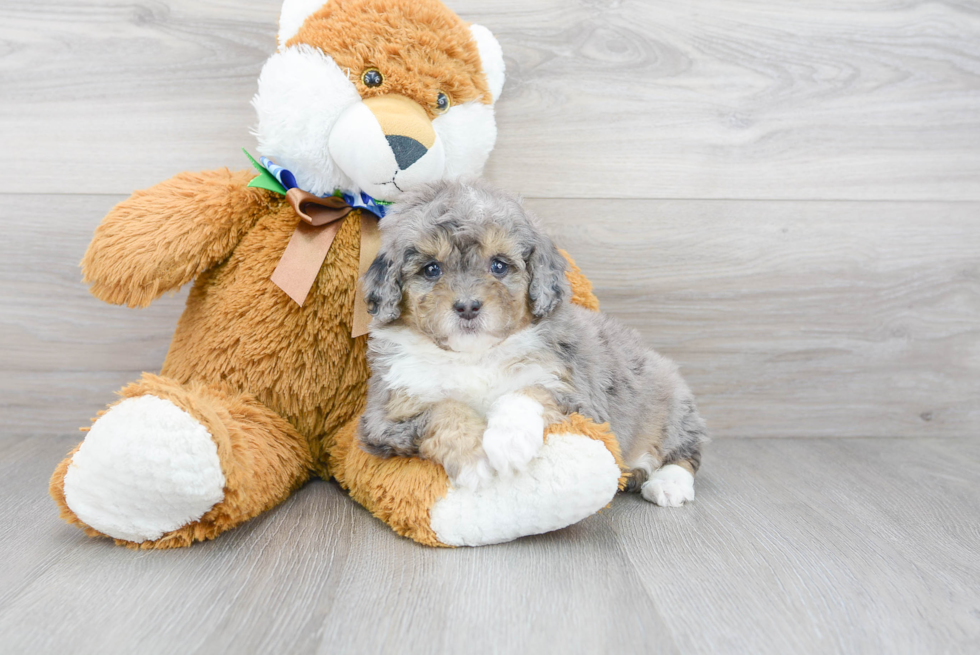 Mini Bernedoodle Puppy for Adoption