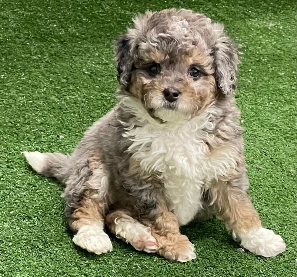 Best Mini Bernedoodle Baby