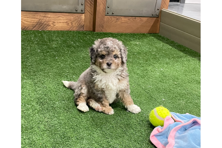 Funny Mini Bernedoodle Poodle Mix Pup