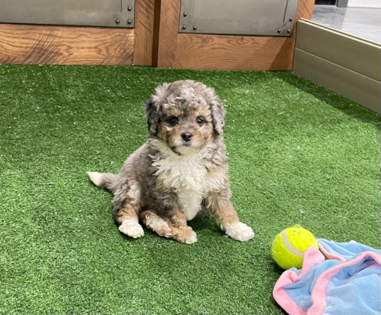 Funny Mini Bernedoodle Poodle Mix Pup