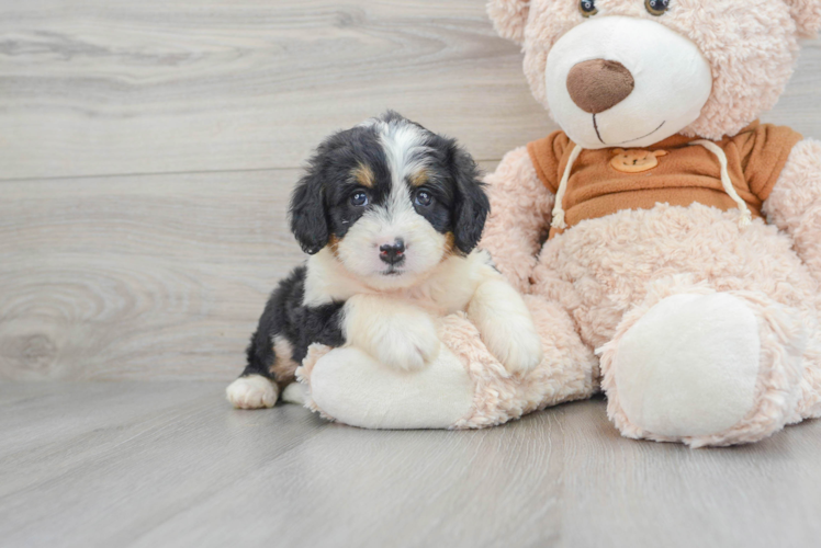 Mini Bernedoodle Pup Being Cute