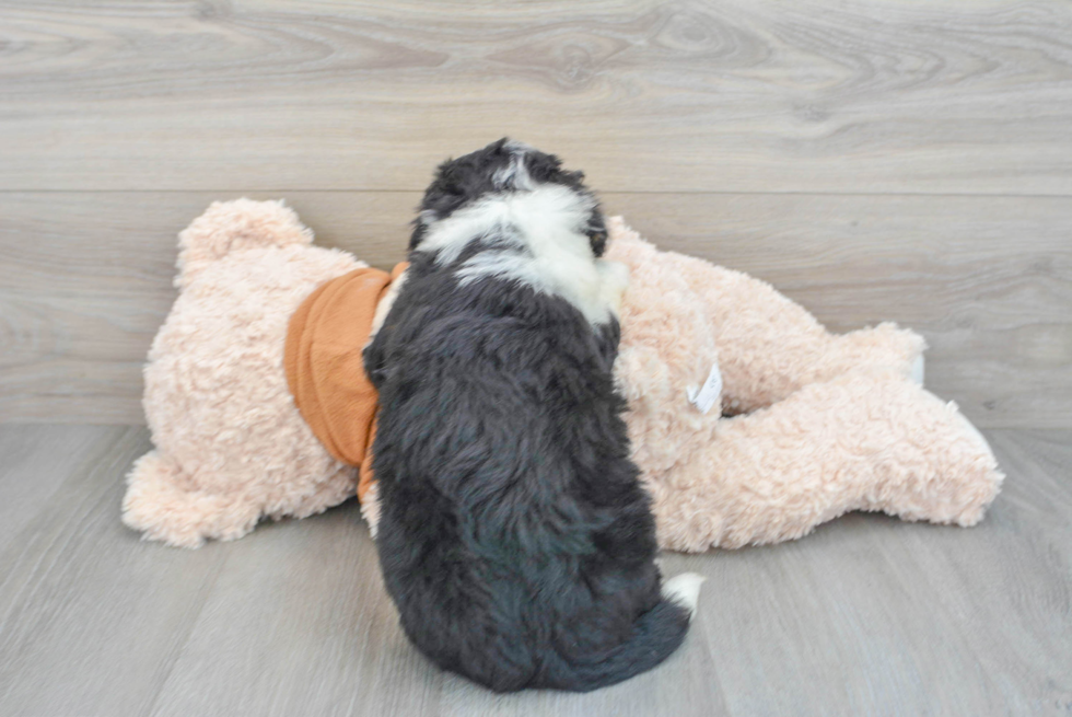 Mini Bernedoodle Pup Being Cute