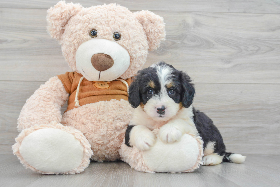 Sweet Mini Bernedoodle Baby