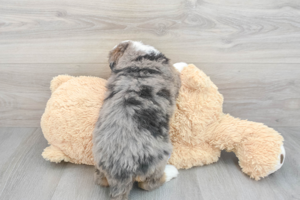 Small Mini Bernedoodle Baby