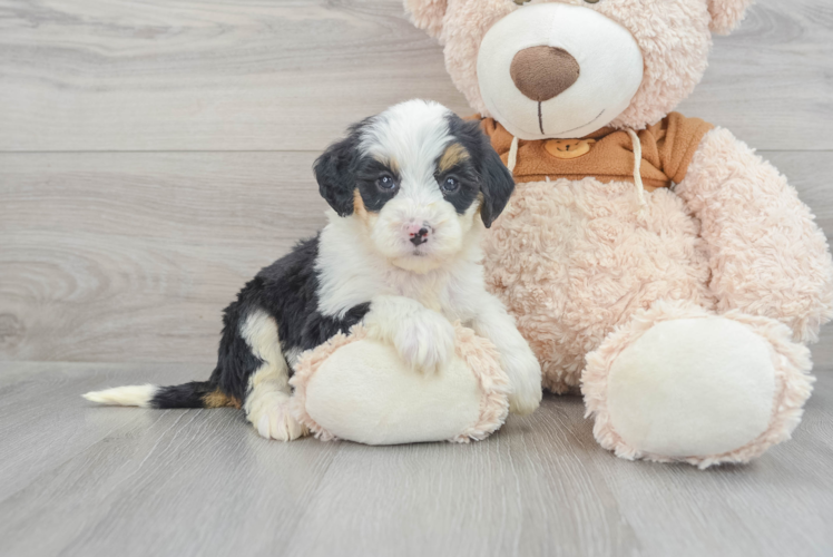 Hypoallergenic Bernadoodle Poodle Mix Puppy