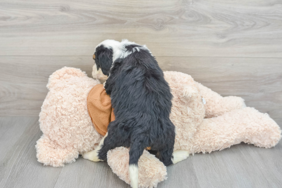 Best Mini Bernedoodle Baby