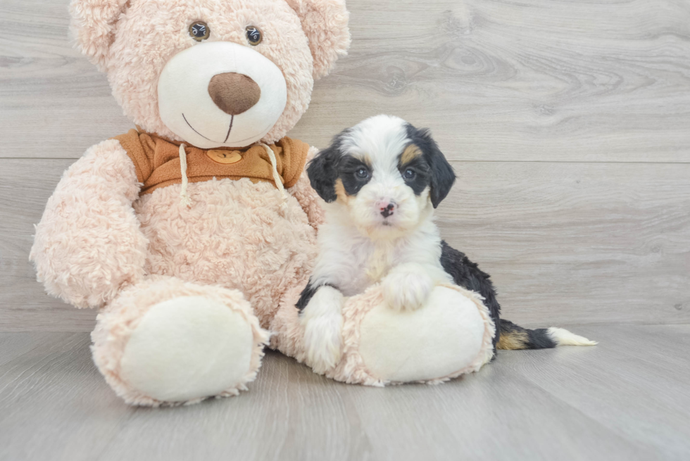 Mini Bernedoodle Puppy for Adoption