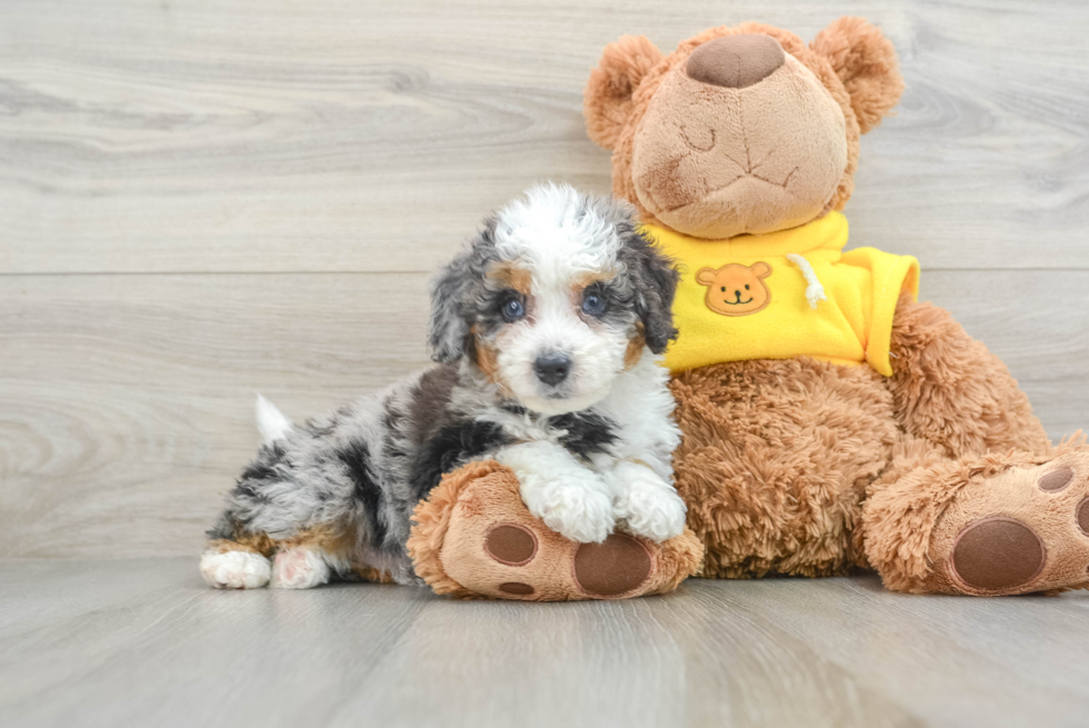 Smart Mini Bernedoodle Poodle Mix Pup