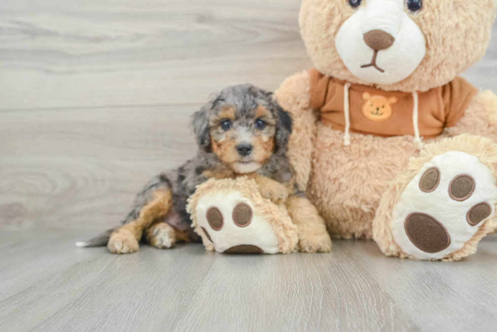 Best Mini Bernedoodle Baby