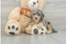 Sweet Mini Bernedoodle Baby