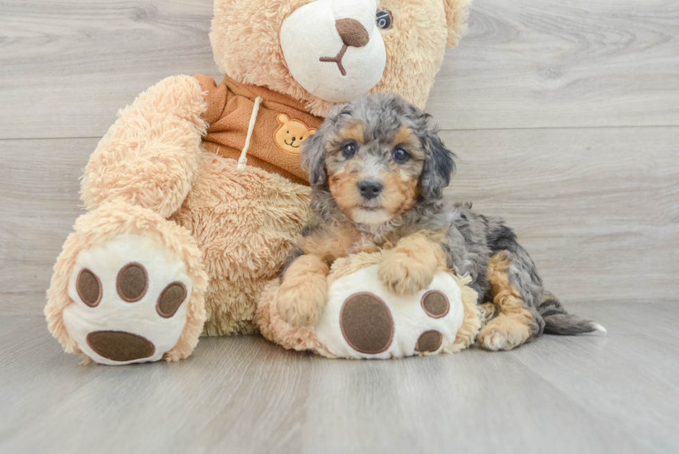 Sweet Mini Bernedoodle Baby