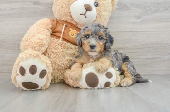 Sweet Mini Bernedoodle Baby