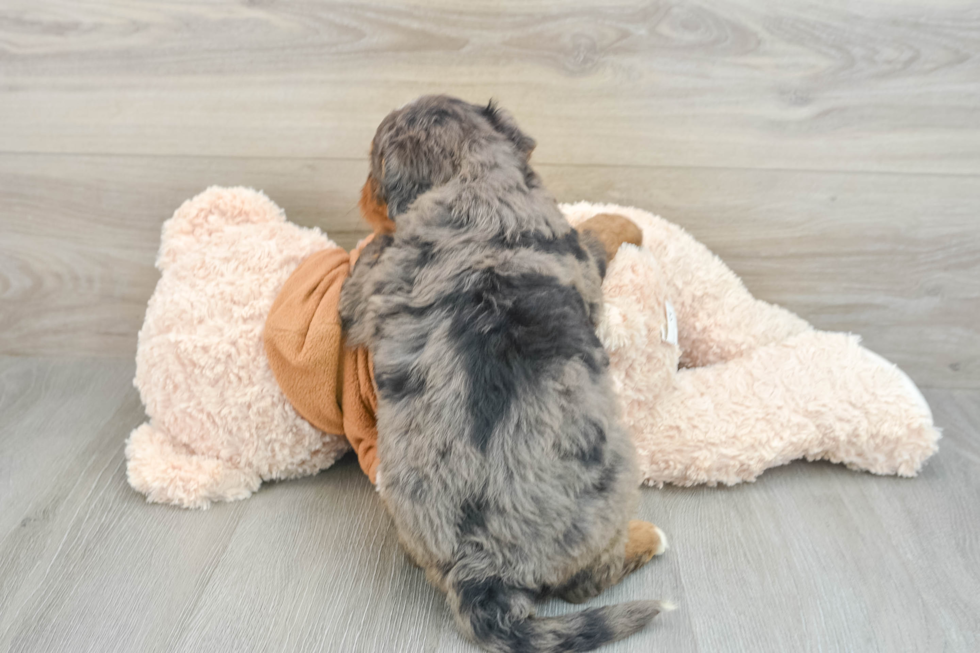 Friendly Mini Bernedoodle Baby