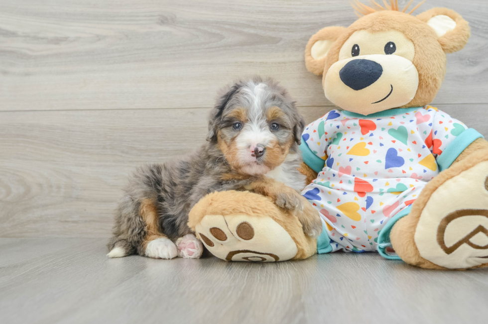 6 week old Mini Bernedoodle Puppy For Sale - Premier Pups