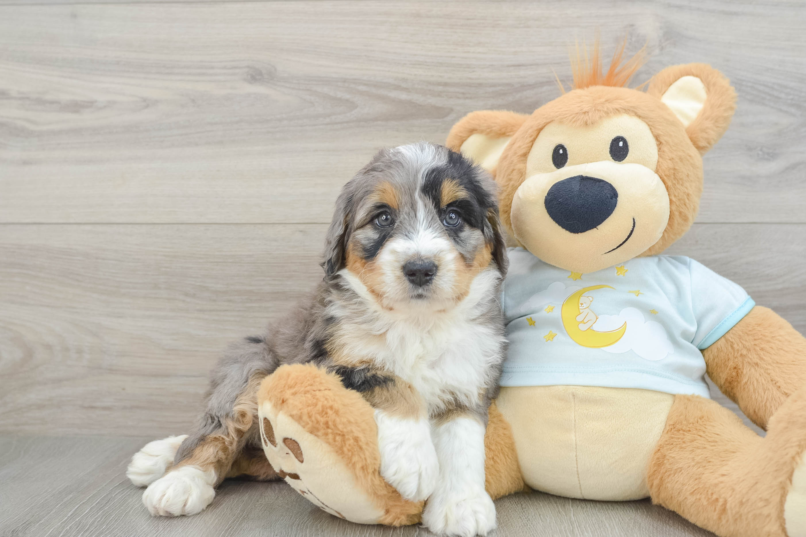 Fluffy Mini Bernedoodle Poodle Mix Pup