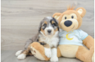 Fluffy Mini Bernedoodle Poodle Mix Pup