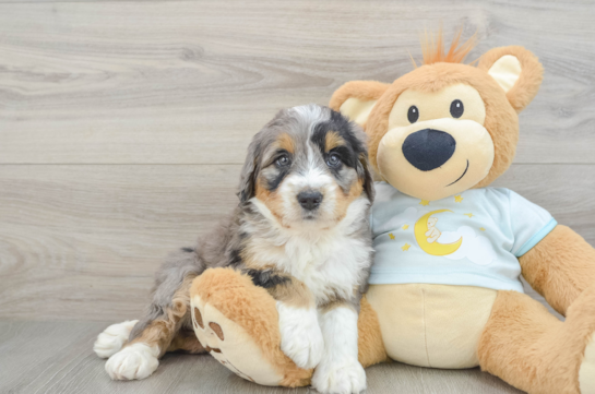 Fluffy Mini Bernedoodle Poodle Mix Pup