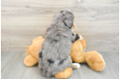 Adorable Mini Bernepoo Poodle Mix Puppy