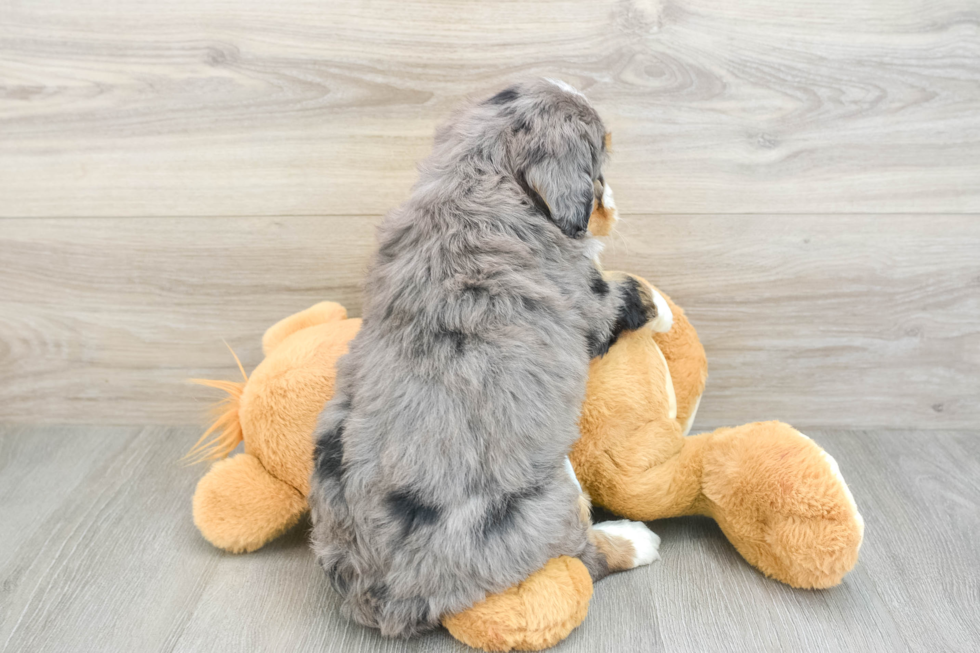 Adorable Mini Bernepoo Poodle Mix Puppy