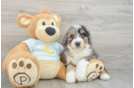 Small Mini Bernedoodle Baby