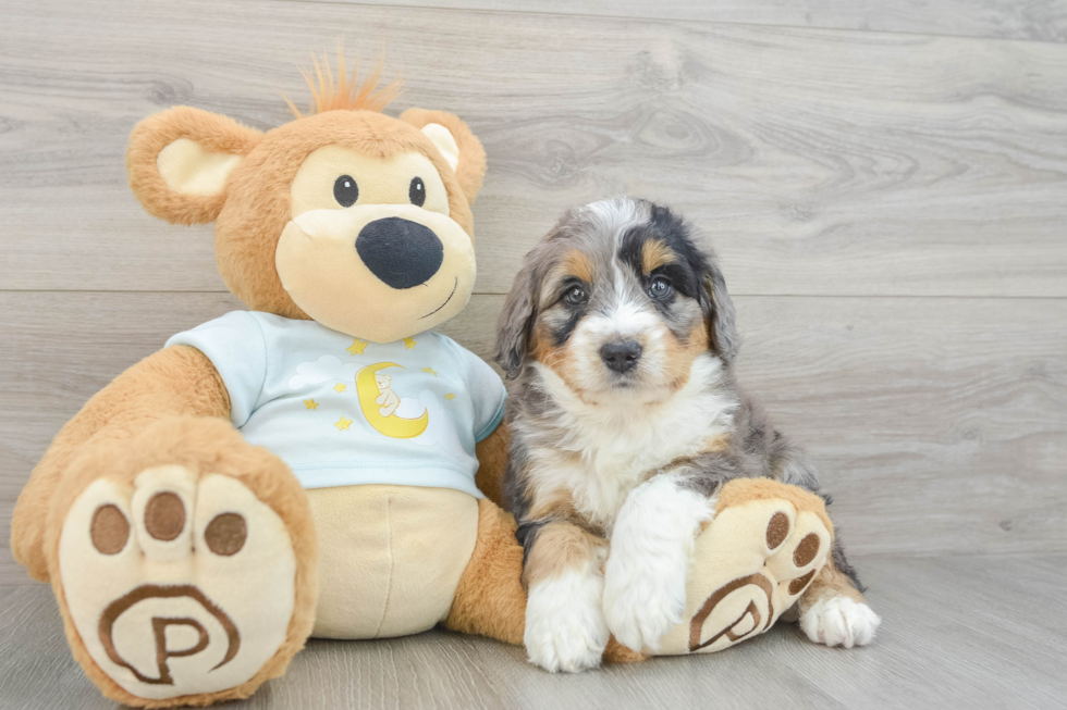 Small Mini Bernedoodle Baby