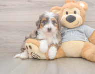 5 week old Mini Bernedoodle Puppy For Sale - Premier Pups